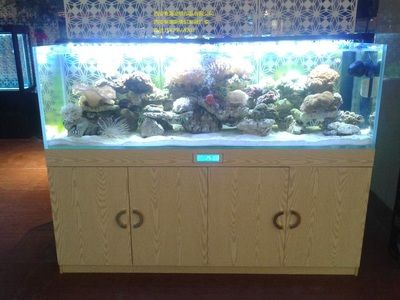 大瀝哪里有魚缸買賣的地方啊：佛山哪里可以買到魚缸？