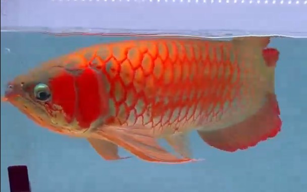 70+賽級超血紅龍魚價格超10萬