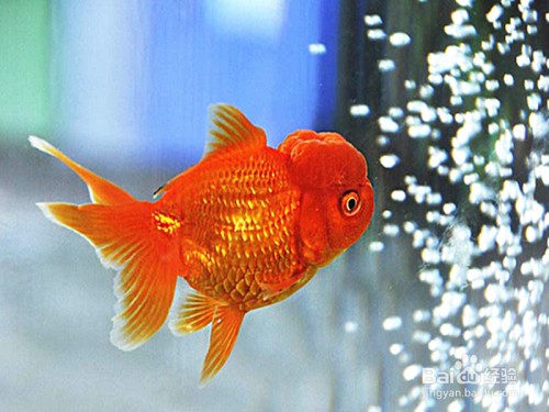 魚缸里能放慶大霉素嗎有毒嗎（魚缸里能放慶大霉素嗎有毒嗎視頻）