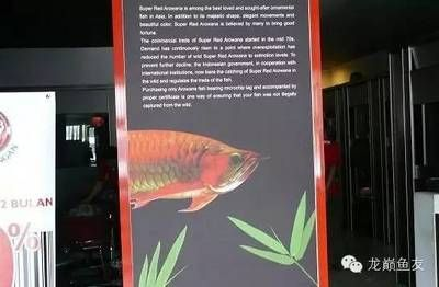 紅龍魚哪個品牌最好養的魚：泰國紅龍魚品牌和德國紅龍魚飼養技巧辣椒紅龍魚飼養技巧