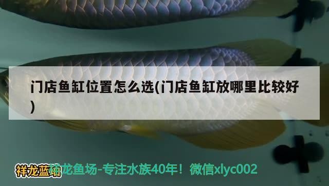 門店魚缸位置怎么選(門店魚缸放哪里比較好)