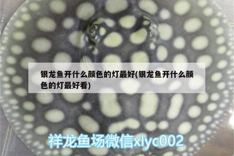 銀龍魚開什么顏色的燈最好(銀龍魚開什么顏色的燈最好看)