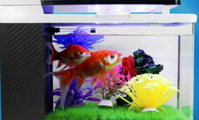 大魚缸養(yǎng)金魚好嗎：大魚缸養(yǎng)金魚有什么優(yōu)缺點(diǎn)？