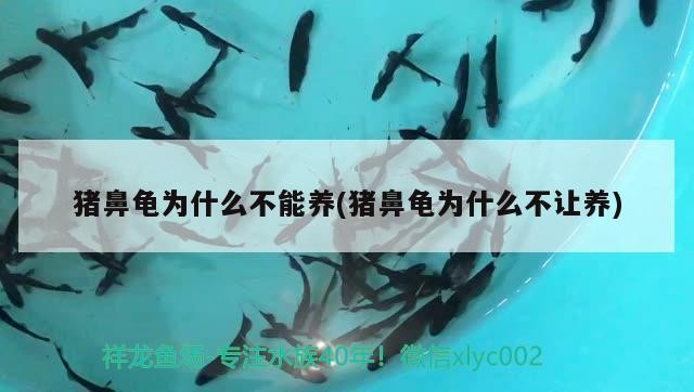 豬鼻龜為什么不能養(豬鼻龜為什么不讓養)