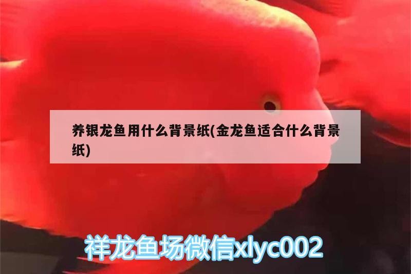 養(yǎng)銀龍魚用什么背景紙(金龍魚適合什么背景紙)