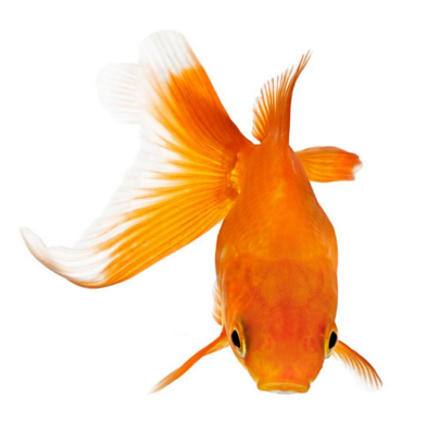 十二種常見金魚的介紹
