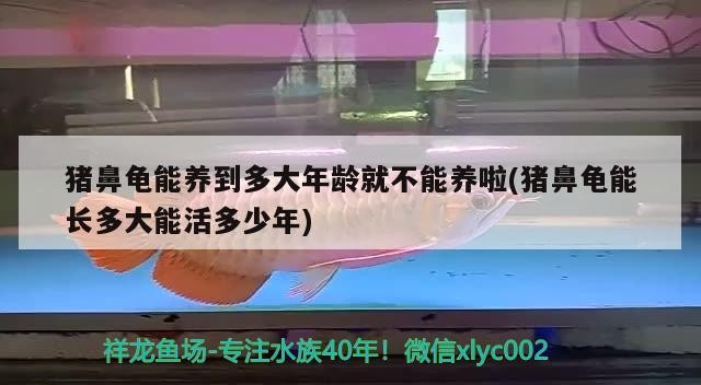 豬鼻龜能養(yǎng)到多大年齡就不能養(yǎng)啦(豬鼻龜能長多大能活多少年)