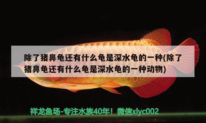 除了豬鼻龜還有什么龜是深水龜?shù)囊环N(除了豬鼻龜還有什么龜是深水龜?shù)囊环N動物)