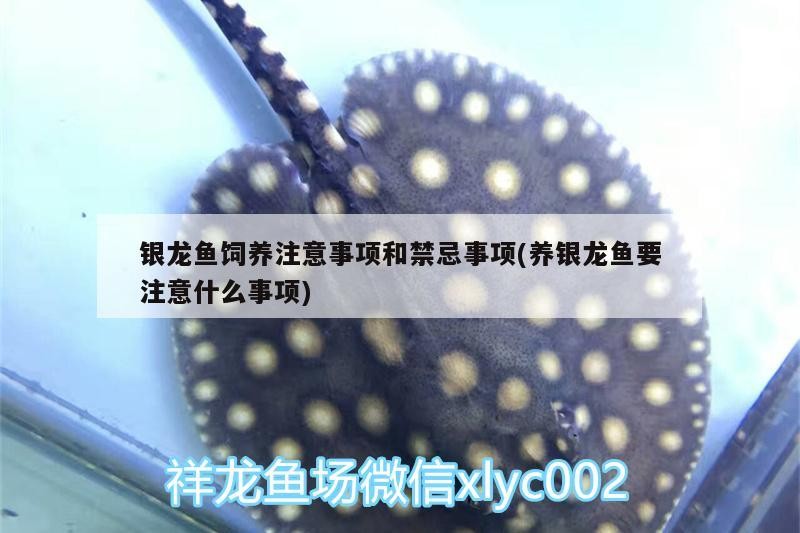 過背金龍金頭表現多久能改善，過背金龍魚的“金頭”表現有哪些品牌的金頭金龍魚推薦