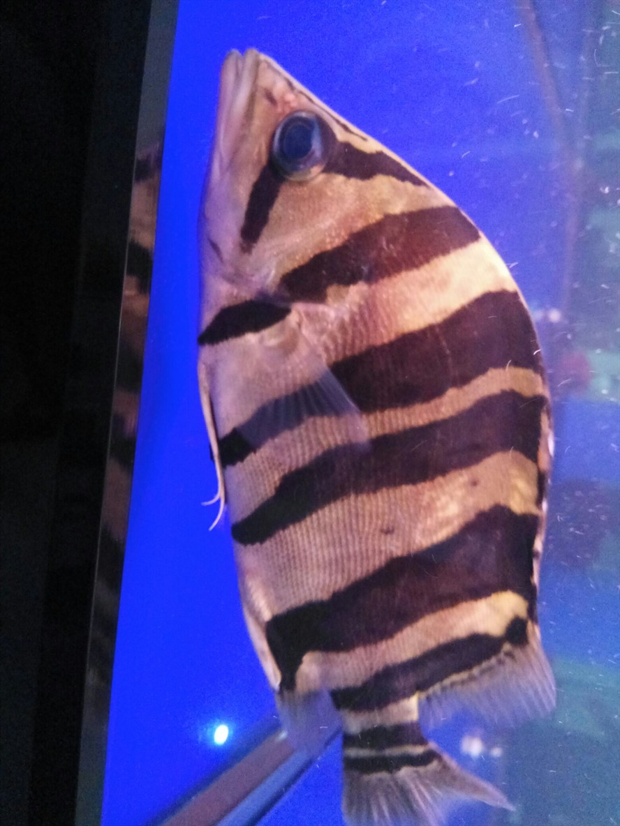虎魚底部露骨頭怎么回事