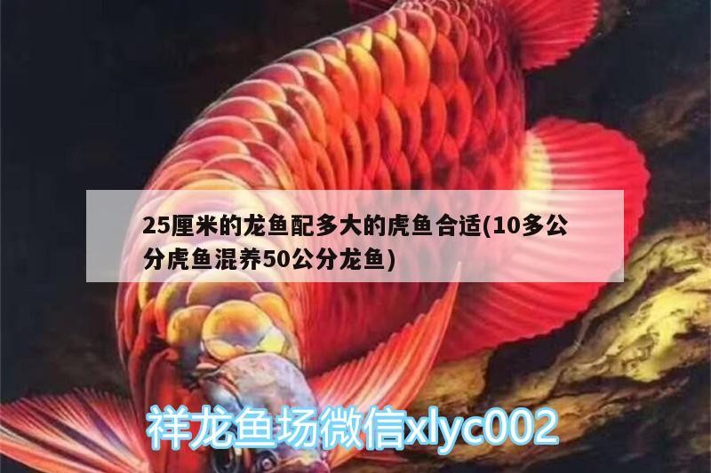 25厘米的龍魚配多大的虎魚合適(10多公分虎魚混養50公分龍魚)