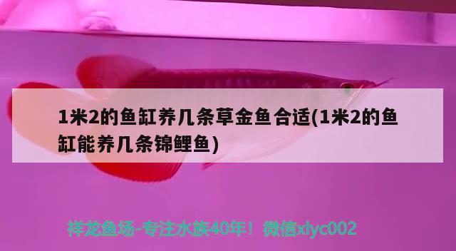 1米2的魚缸養幾條草金魚合適(1米2的魚缸能養幾條錦鯉魚)