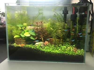 森森和瘋狂水草哪個好：森森和瘋狂水草哪個好森森和瘋狂水草哪個好