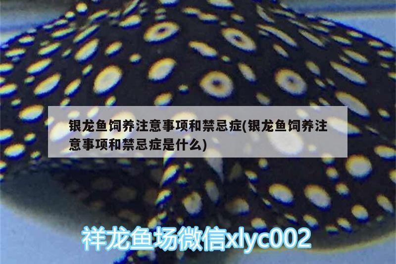 銀龍魚飼養注意事項和禁忌癥(銀龍魚飼養注意事項和禁忌癥是什么)