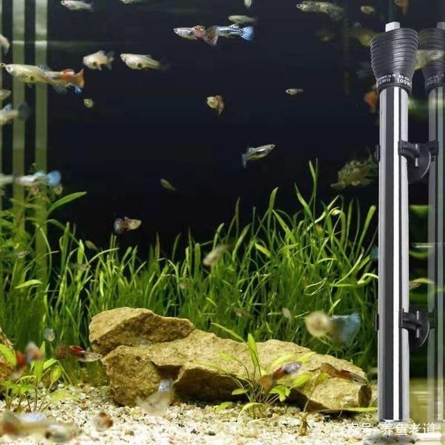 不想困水如何給魚缸換水：如何給魚缸換水？
