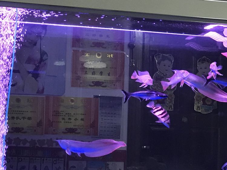 我這一個虎魚喂什么好啊求告知