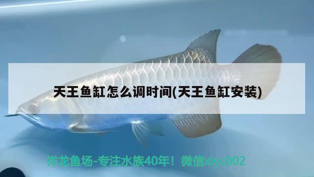 淘寶魚缸造景哪家好用又實惠的(哪種尺寸的魚缸最好造景)