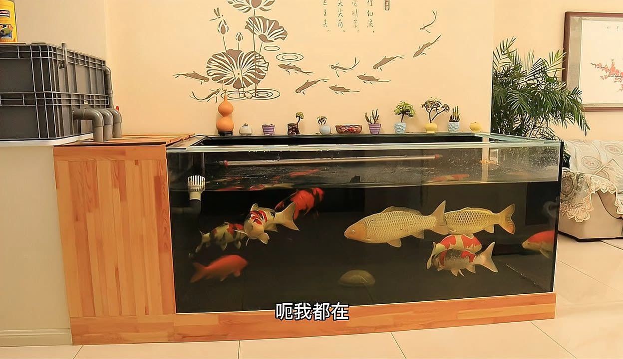 大型錦鯉魚缸過濾系統安裝：大型錦鯉魚缸過濾系統安裝方法