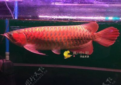天津紅龍魚批發地址：天津紅龍魚市場價格對比，天津紅龍魚品種特色介紹