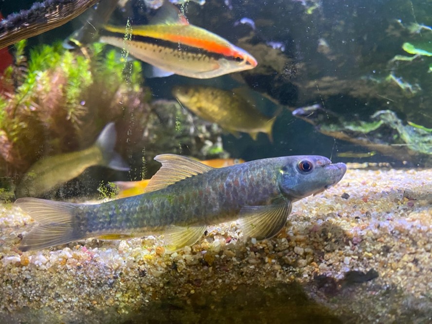 大型海水魚缸裝修：裝修大型海水魚缸如何選擇假珊瑚