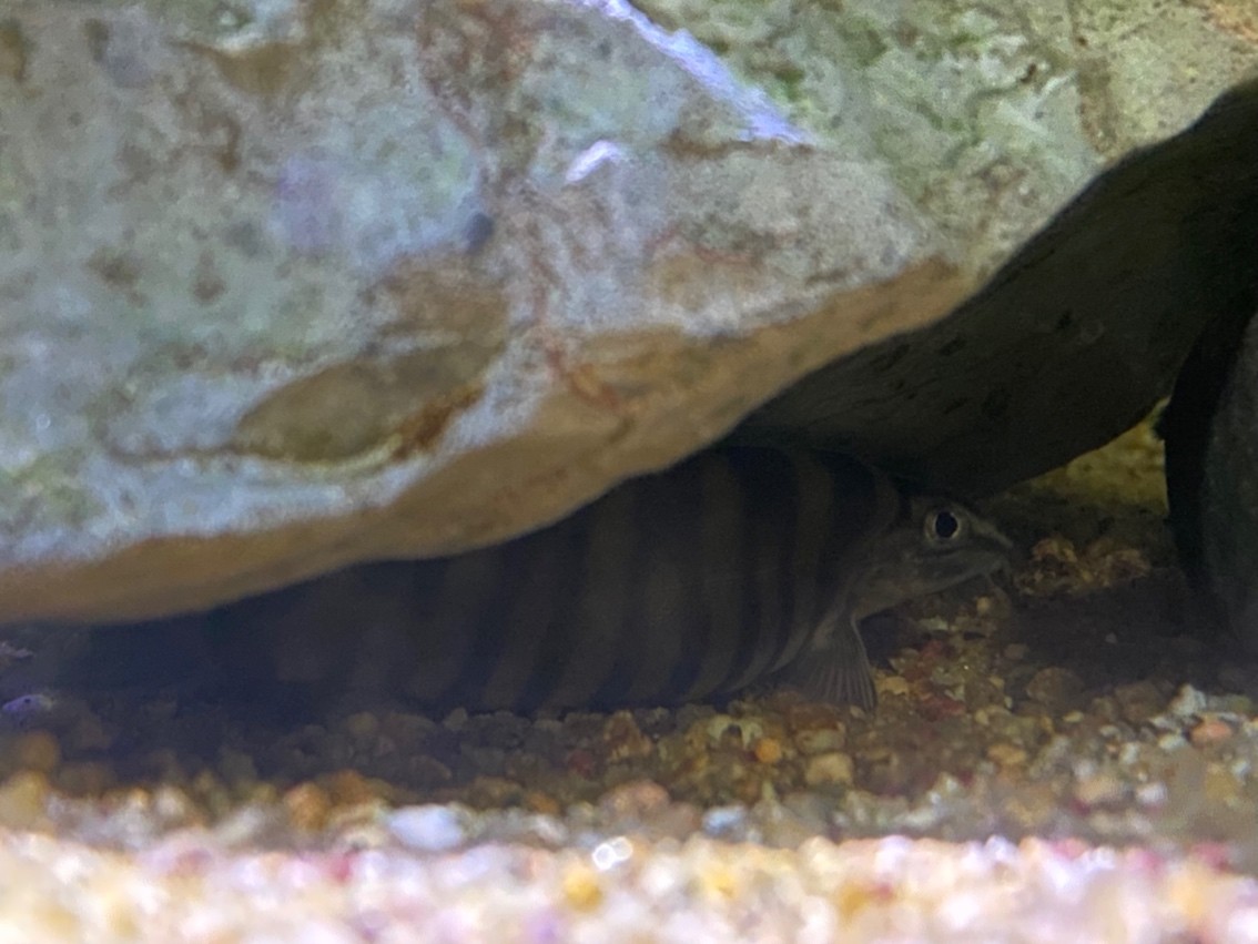 大型海水魚缸裝修：裝修大型海水魚缸如何選擇假珊瑚