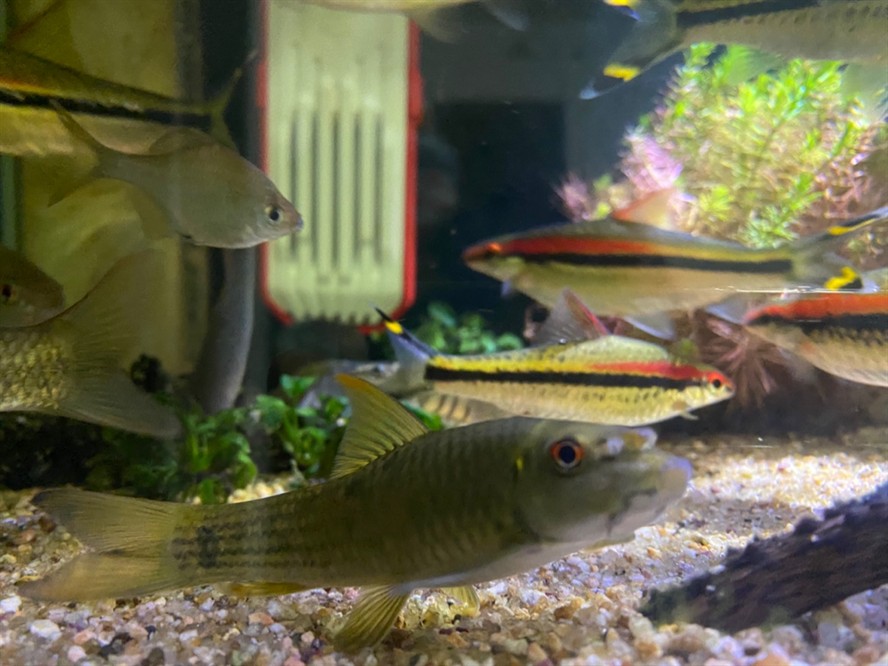 大型海水魚缸裝修：裝修大型海水魚缸如何選擇假珊瑚