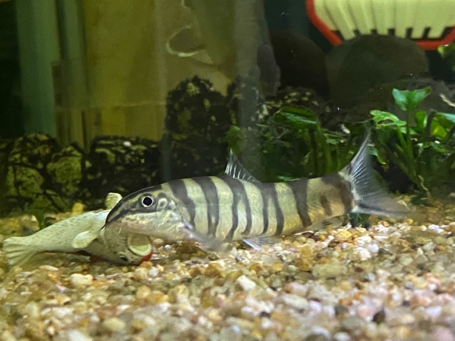 大型海水魚缸裝修：裝修大型海水魚缸如何選擇假珊瑚