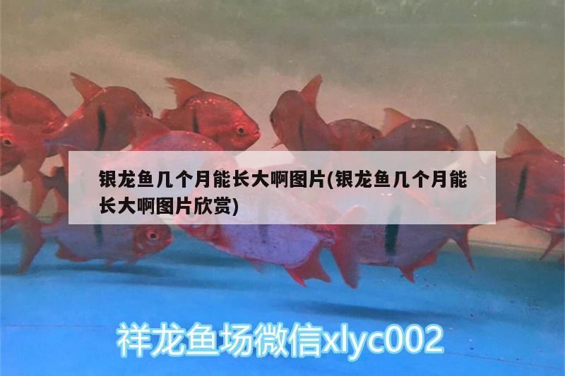 銀龍魚幾個月能長大啊圖片(銀龍魚幾個月能長大啊圖片欣賞)