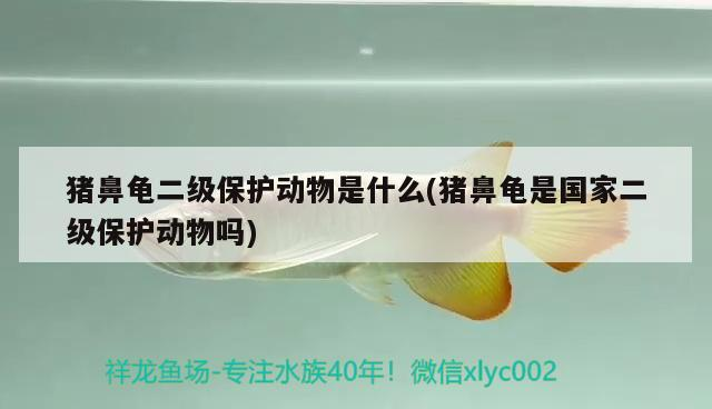 豬鼻龜二級保護動物是什么(豬鼻龜是國家二級保護動物嗎)
