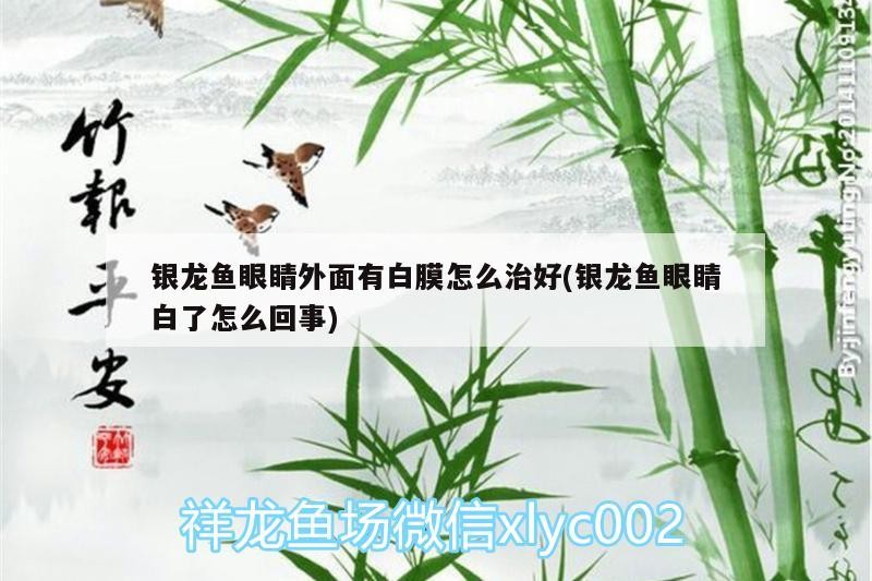 銀龍魚(yú)眼睛外面有白膜怎么治好(銀龍魚(yú)眼睛白了怎么回事)
