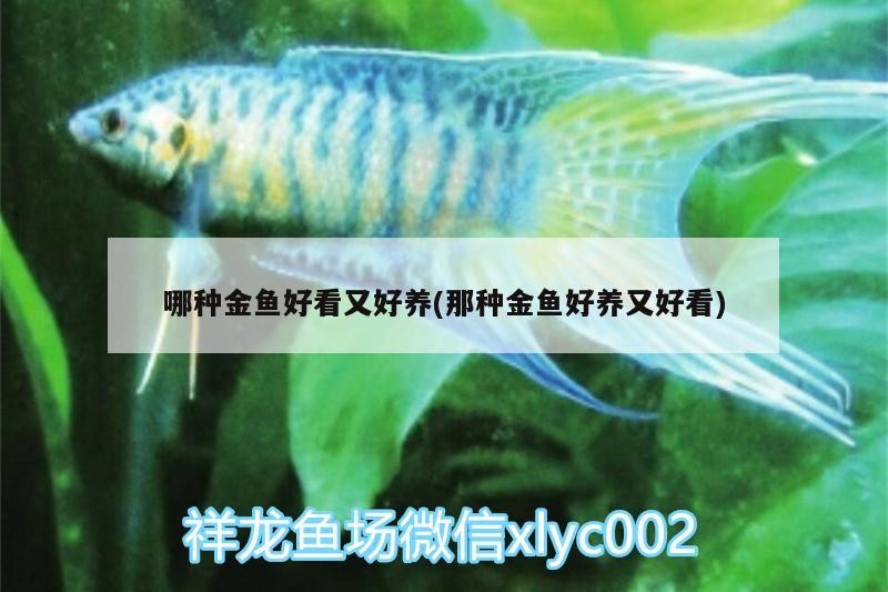 哪種金魚好看又好養(那種金魚好養又好看)