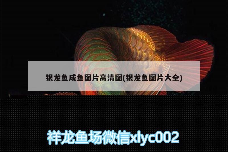銀龍魚成魚圖片高清圖(銀龍魚圖片大全)