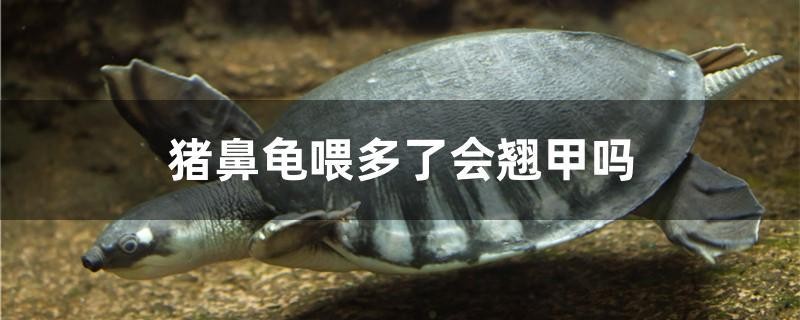 豬鼻龜喂多了會(huì)翹甲嗎