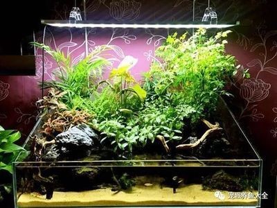 初學魚缸造景視頻：如何學習魚缸造景