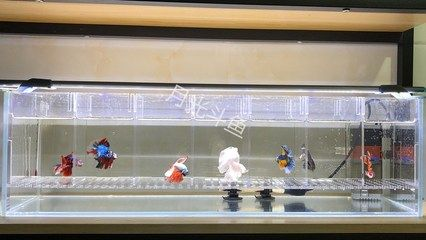 白玻璃魚(yú)缸冬天可以放在戶外嗎：玻璃魚(yú)缸在冬季可以放在戶外嗎？ 白玻璃魚(yú)缸冬天可以放在戶外嗎：玻璃魚(yú)缸在冬季可以放在戶外嗎？ 魚(yú)缸百科 第4張