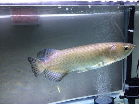 金龍魚紅尾和金尾哪個好養