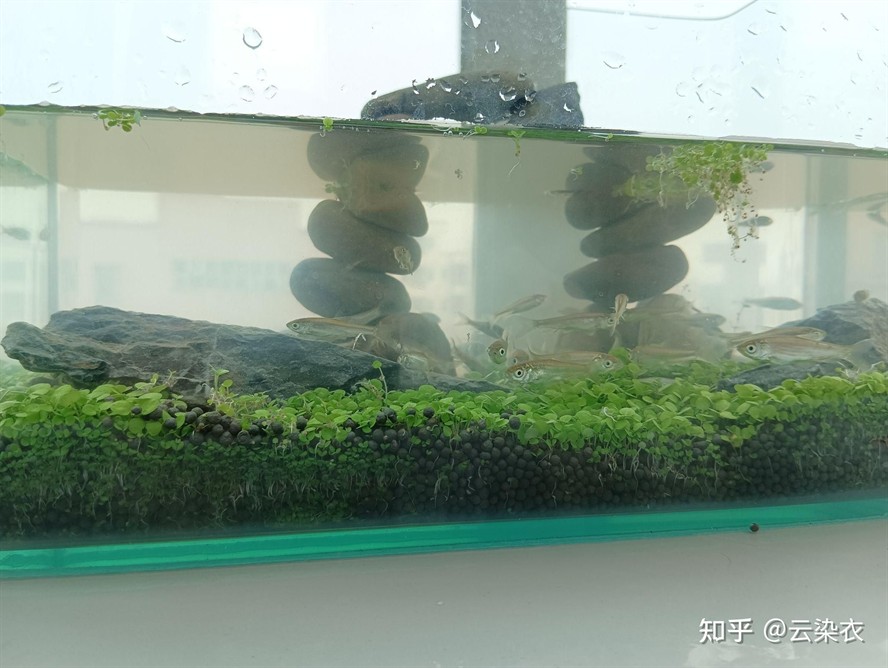 草魚可以放魚缸里養嗎：如何在魚缸中養草魚？