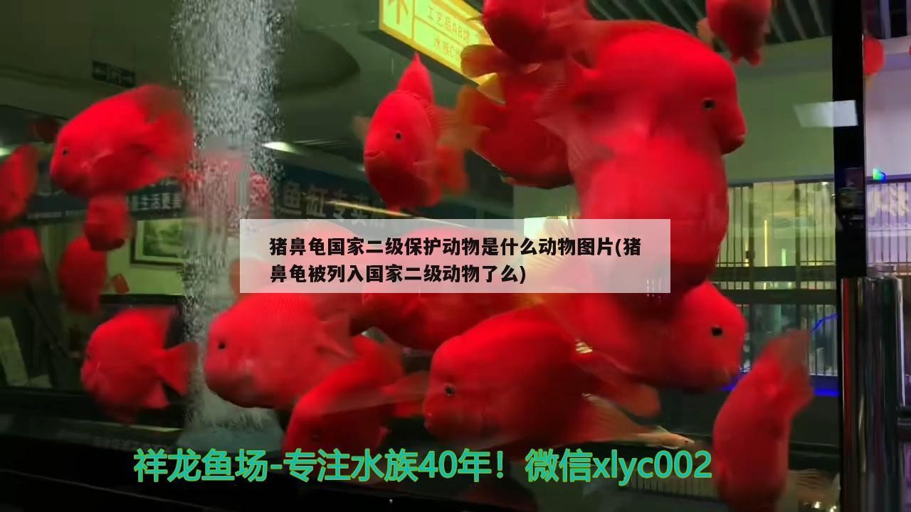 豬鼻龜國家二級保護動物是什么動物圖片(豬鼻龜被列入國家二級動物了么)