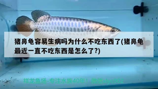 豬鼻龜容易生病嗎為什么不吃東西了(豬鼻龜最近一直不吃東西是怎么了?)