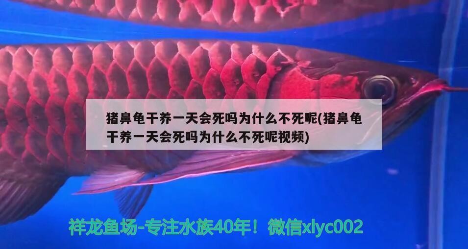 豬鼻龜干養一天會死嗎為什么不死呢(豬鼻龜干養一天會死嗎為什么不死呢視頻)