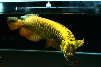 金龍魚發色需要幾年