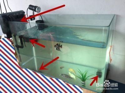 鐵力市正陽美人魚水族花卉商店（鐵力花鳥魚市場在哪） 鐵力市正陽美人魚水族花卉商店（鐵力花鳥魚市場在哪） 全國水族館企業名錄 第2張