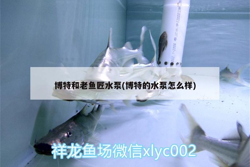 博特和老魚匠水泵(博特的水泵怎么樣) 博特和老魚匠水泵(博特的水泵怎么樣) 博特水族