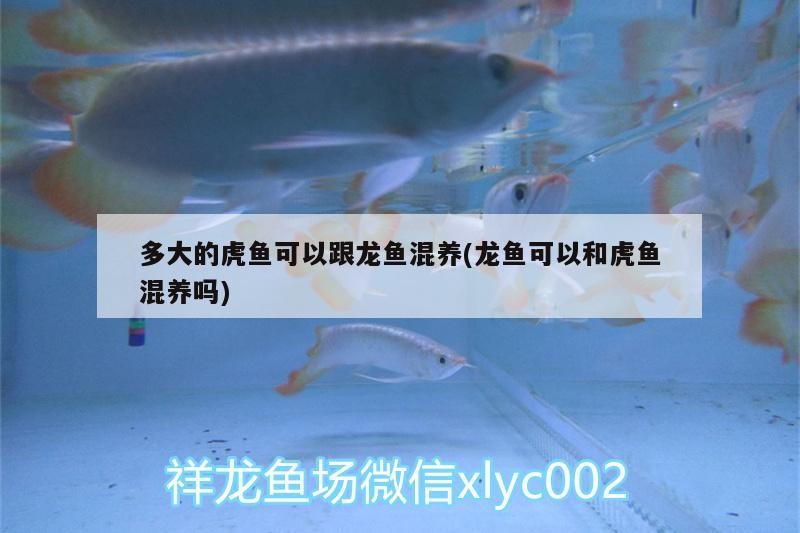 多大的虎魚可以跟龍魚混養(yǎng)(龍魚可以和虎魚混養(yǎng)嗎)