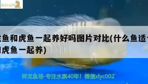 龍魚和虎魚一起養(yǎng)好嗎圖片對(duì)比(什么魚適合和虎魚一起養(yǎng))