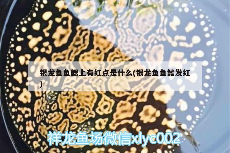 銀龍魚魚鰓上有紅點是什么(銀龍魚魚鰭發紅) 銀龍魚魚鰓上有紅點是什么(銀龍魚魚鰭發紅) 銀龍魚百科