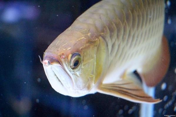 賽級(jí)龍魚(yú)是什么意思