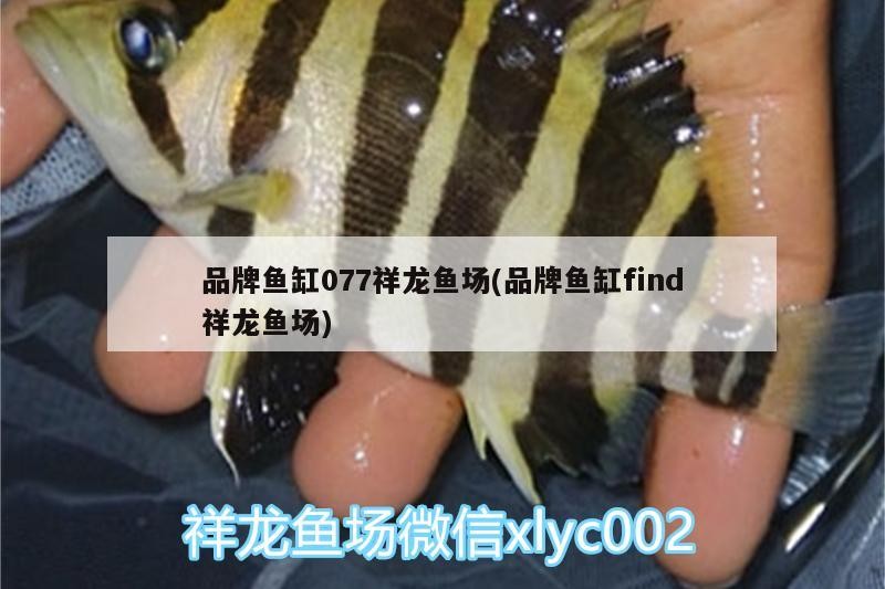 品牌魚(yú)缸077祥龍魚(yú)場(chǎng)(品牌魚(yú)缸find祥龍魚(yú)場(chǎng))