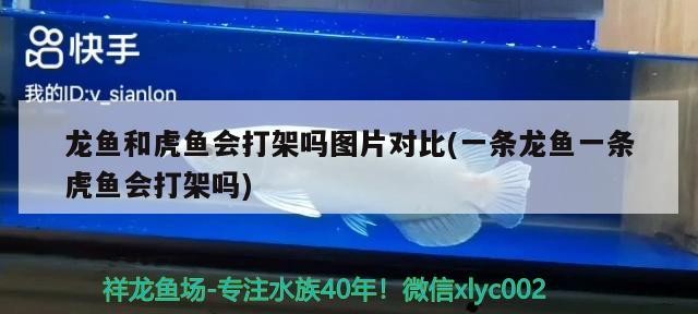 龍魚和虎魚會打架嗎圖片對比(一條龍魚一條虎魚會打架嗎) 龍魚和虎魚會打架嗎圖片對比(一條龍魚一條虎魚會打架嗎) 虎魚百科