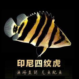 福龍紅龍魚 幼魚有什么特點嗎：福龍紅龍魚幼魚有什么特點